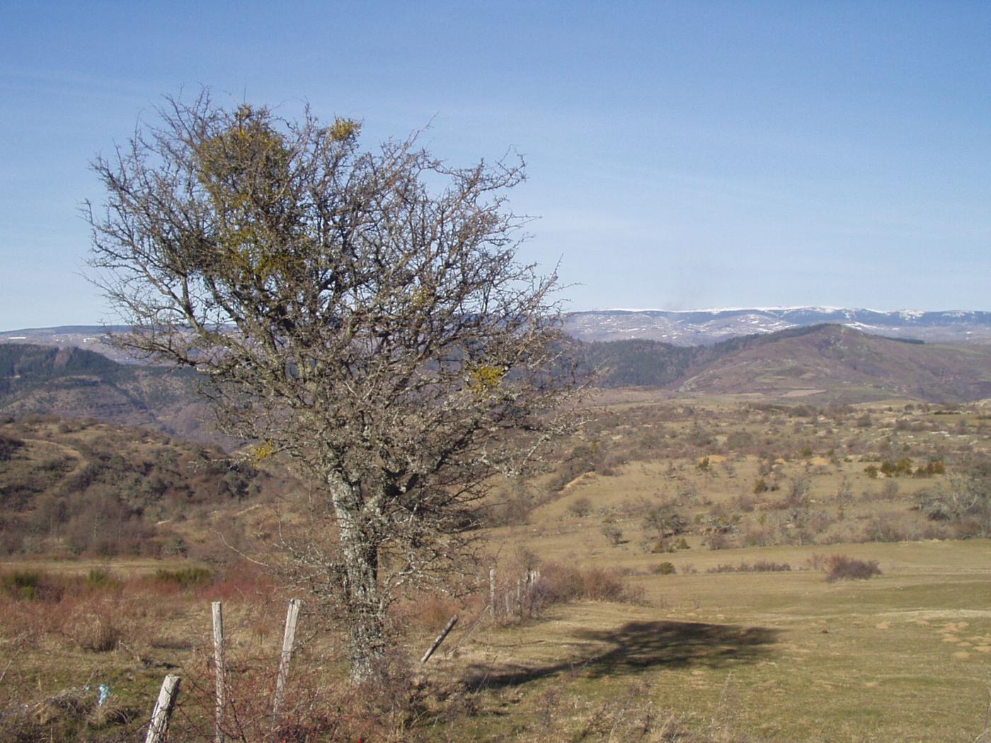 Mistletoe plant